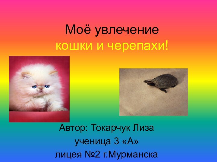 Моё увлечение  кошки и черепахи!Автор: Токарчук Лиза ученица 3 «А»лицея №2 г.Мурманска