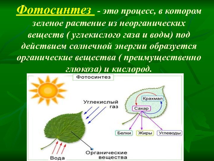 Фотосинтез - это процесс, в котором зеленое растение из неорганических веществ (