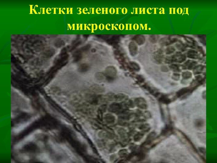 Клетки зеленого листа под микроскопом.