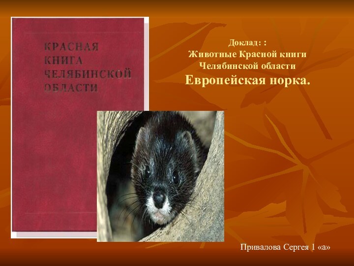 Доклад: : Животные Красной книги Челябинской области  Европейская норка.