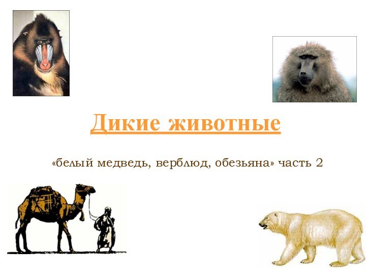 Дикие животные   «белый медведь, верблюд, обезьяна» часть 2