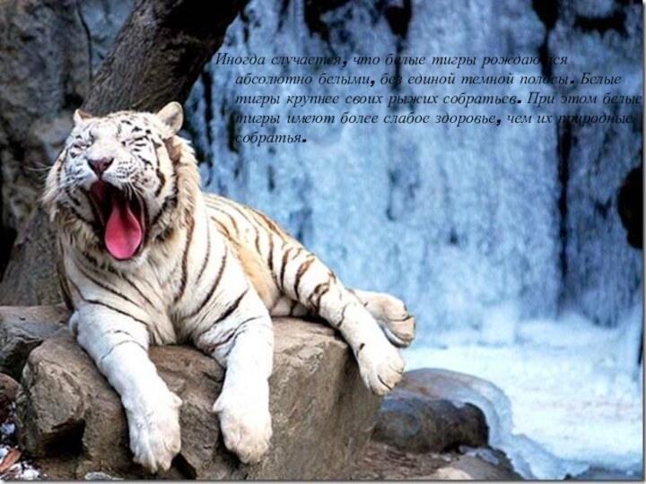 Иногда случается, что белые тигры рождаются абсолютно белыми, без единой темной полосы.