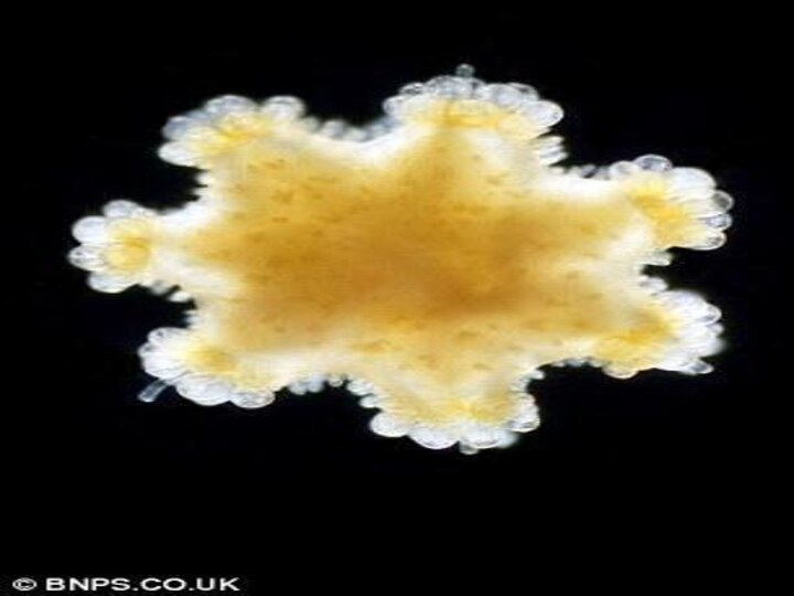 Пожиратели стрекательных клеток  Некоторые виды моллюсков питаются крохотными планктонными медузами. Стрекательные