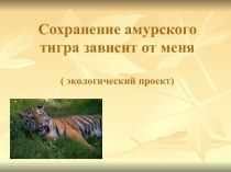 Сохранение амурского тигра зависит от меня