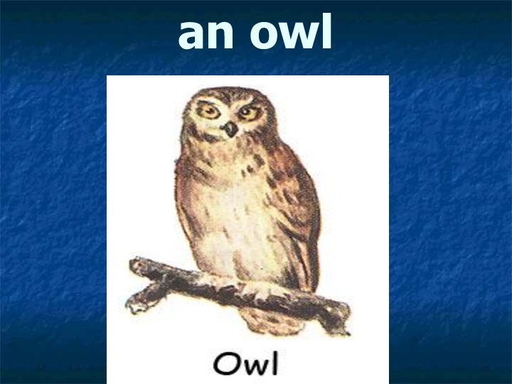 an owl