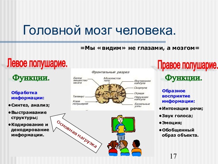 Головной мозг человека.=Мы «видим» не глазами, а мозгом=Левое полушарие.Правое полушарие.Обработка информации:Синтез, анализ;Выстраивание
