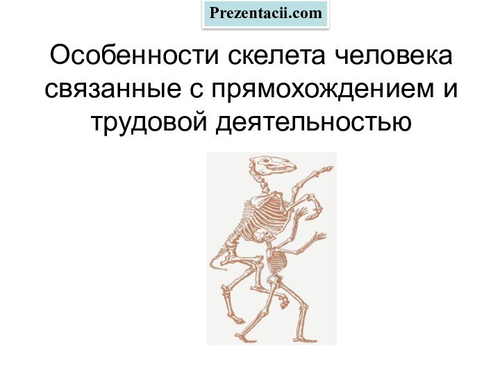 Особенности скелета человека связанные с прямохождением и трудовой деятельностьюPrezentacii.com