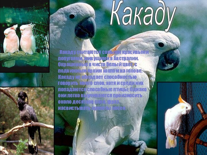 Какаду Какаду считаются самыми красивыми попугаями, живущими в Австралии. Окрашенные в чисто