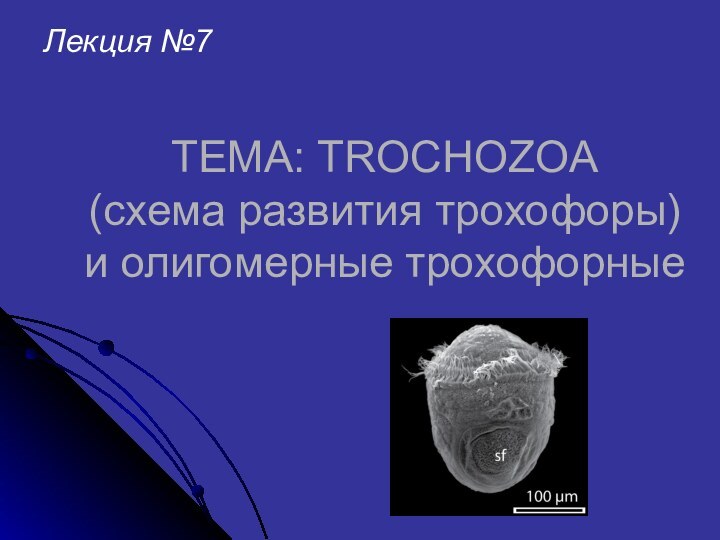 ТЕМА: TROCHOZOA  (схема развития трохофоры) и олигомерные трохофорные Лекция №7