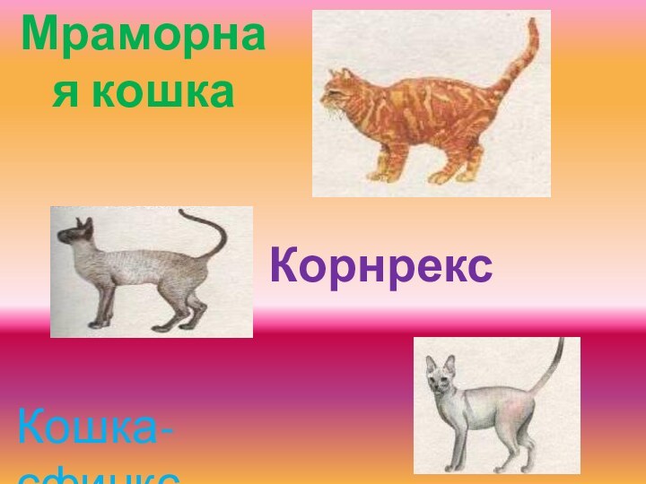 Мраморная кошкаКорнрексКошка-сфинкс