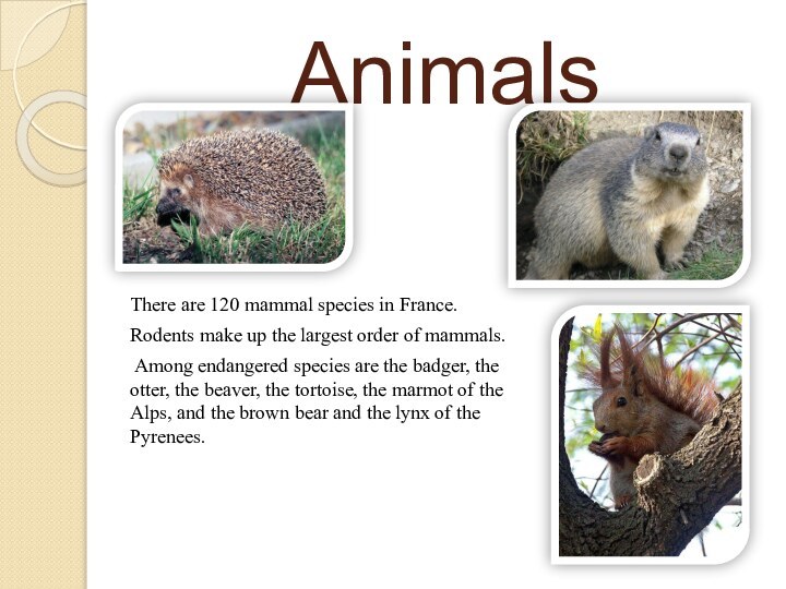 AnimalsThere are 120 mammal species in France.Rodents make up the largest order