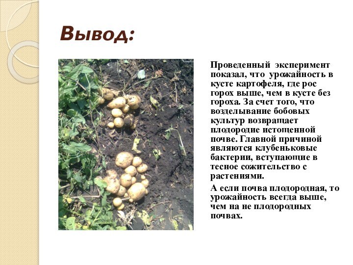 Вывод:Проведенный эксперимент показал, что урожайность в кусте картофеля, где рос горох выше,