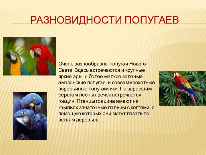 Разновидности попугаевОчень разнообразны попугаи Нового Света. Здесь встречаются и крупные яркие ары,