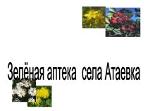 Зелёная аптека села Атаевка