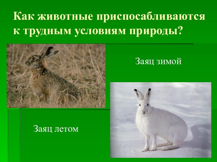 Как животные приспосабливаются к трудным условиям природы?Заяц летом Заяц зимой