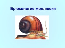 Брюхоногие моллюски