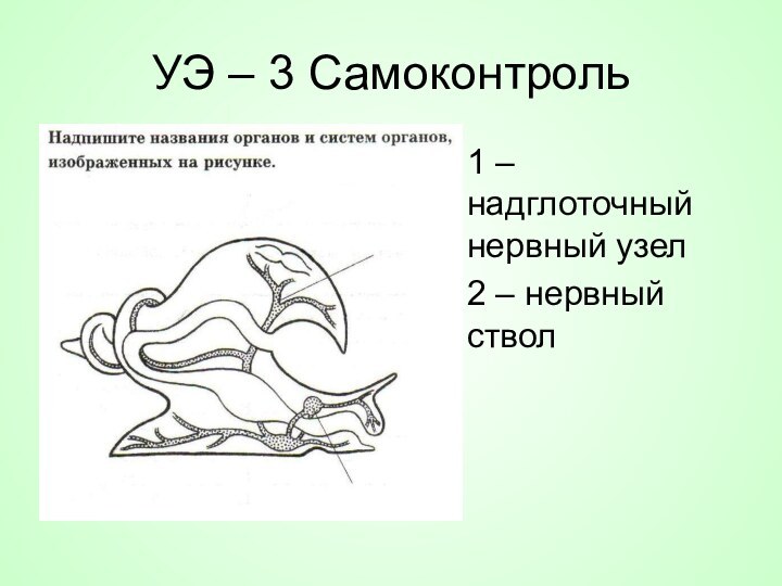 УЭ – 3 Самоконтроль1 – надглоточный нервный узел2 – нервный ствол