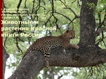Животные и растения Красной книги России.