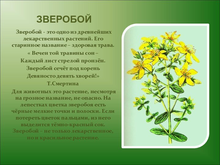 ЗВЕРОБОЙ Зверобой - это одно из древнейших лекарственных растений. Его старинное название