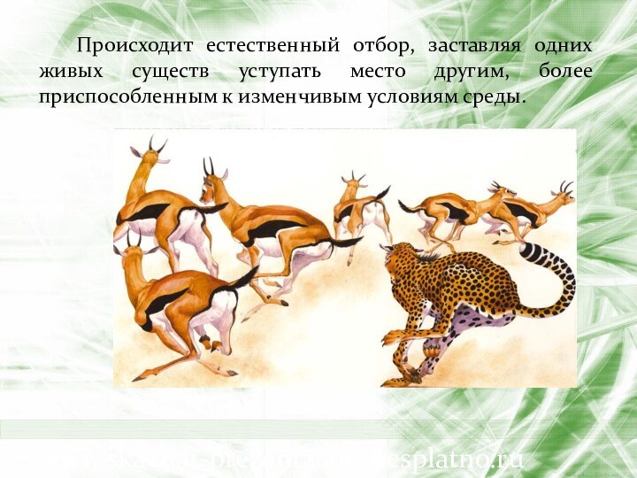 Происходит естественный отбор, заставляя одних живых существ уступать место другим, более приспособленным к изменчивым условиям среды.www.skachat-prezentaciju-besplatno.ru