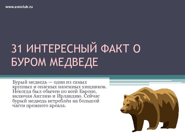 31 ИНТЕРЕСНЫЙ ФАКТ О БУРОМ МЕДВЕДЕБурый медведь — один из самых крупных
