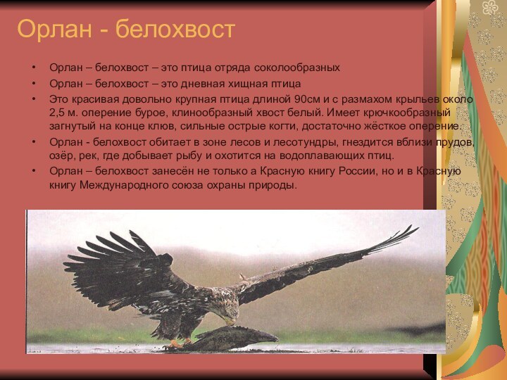 Орлан - белохвостОрлан – белохвост – это птица отряда соколообразныхОрлан –