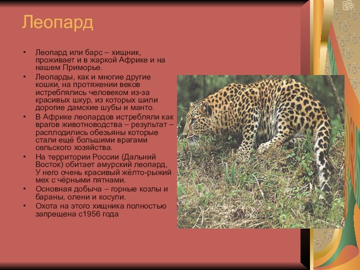 ЛеопардЛеопард или барс – хищник, проживает и в жаркой Африке и