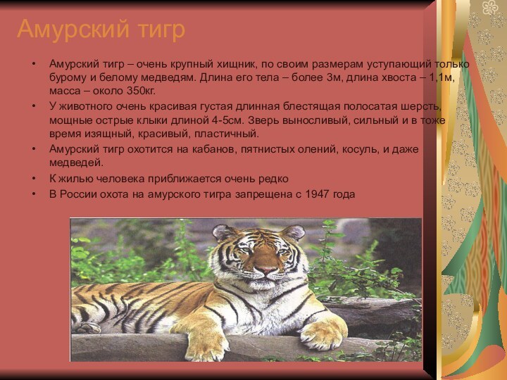 Амурский тигрАмурский тигр – очень крупный хищник, по своим размерам уступающий только