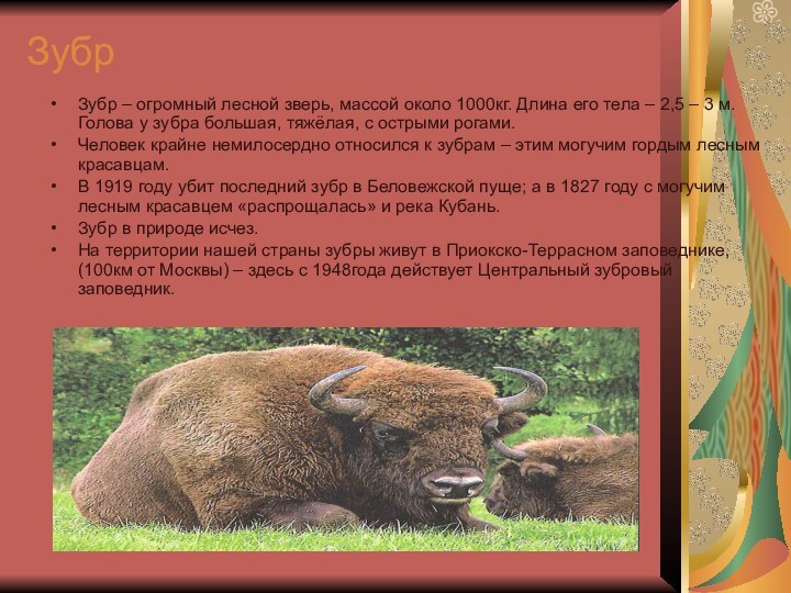 ЗубрЗубр – огромный лесной зверь, массой около 1000кг. Длина его тела