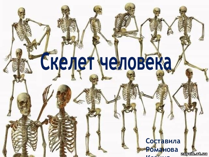 Скелет человекаСоставила Романова Ксения