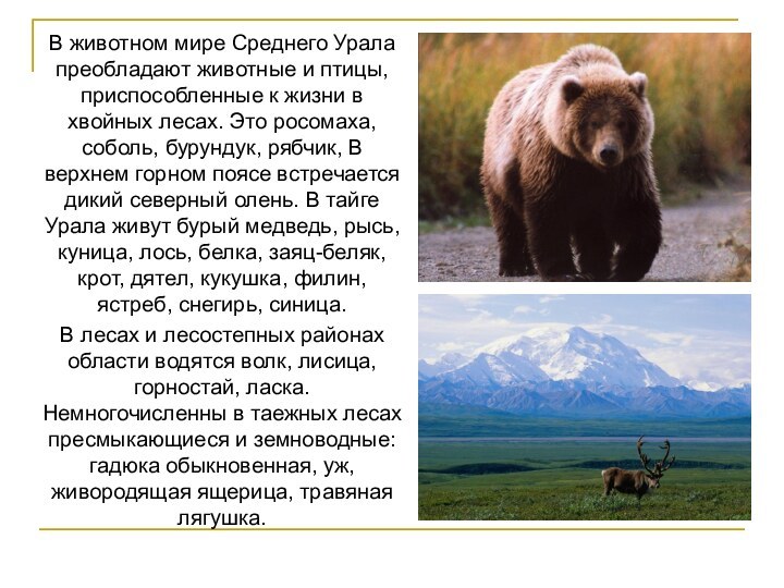В животном мире Среднего Урала преобладают животные и птицы, приспособленные к жизни