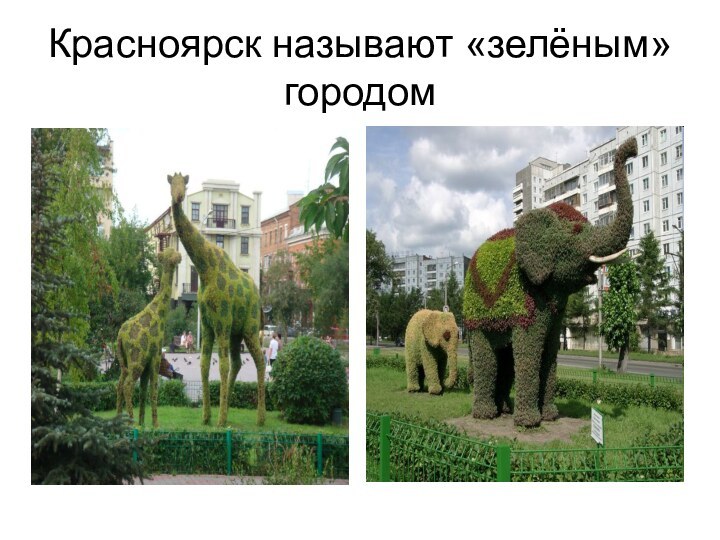 Красноярск называют «зелёным»городом