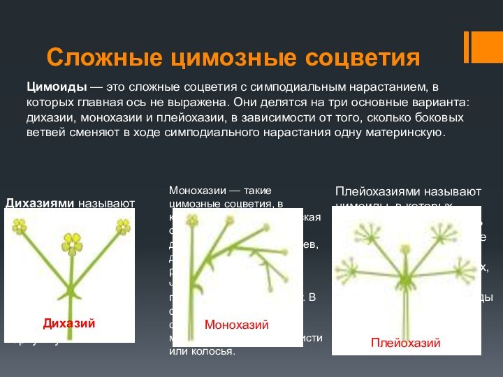 Сложные цимозные соцветияЦимоиды — это сложные соцветия с симподиальным нарастанием, в которых