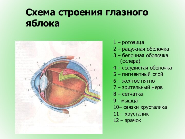 Схема строения глазного яблока1 – роговица