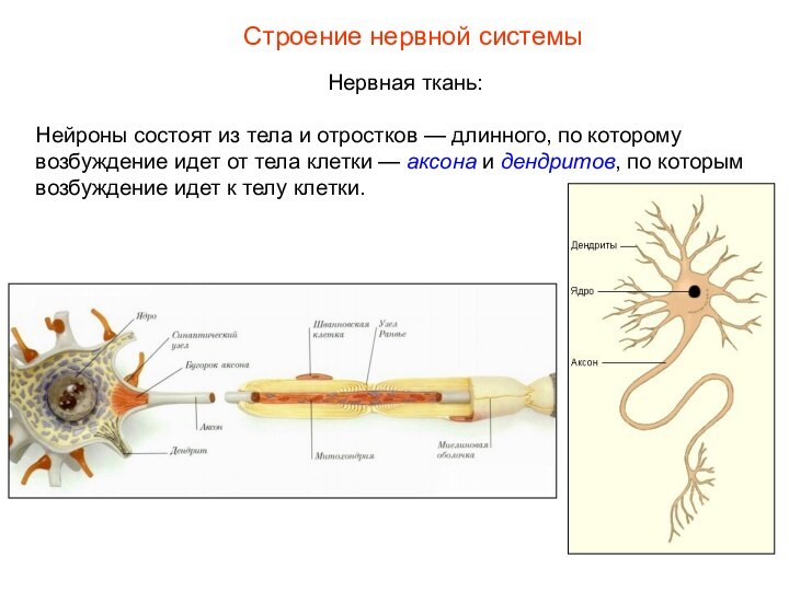 Реферат: Строение организма человека: клетки, ткани, органы, нервная система и мозг