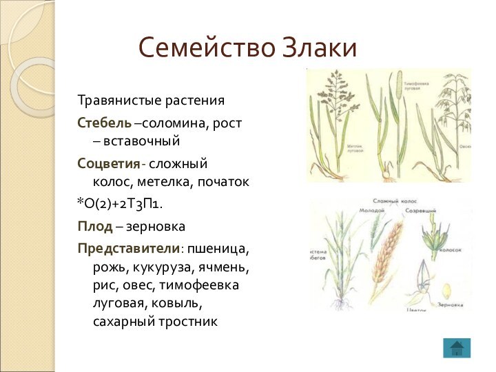 Семейство ЗлакиТравянистые растенияСтебель –соломина, рост – вставочныйСоцветия- сложный колос, метелка, початок*О(2)+2Т3П1.Плод –