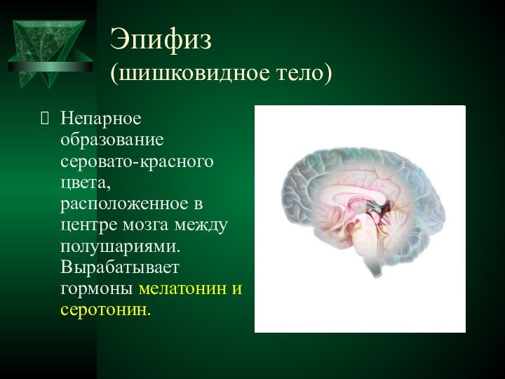 Эпифиз  (шишковидное тело)Непарное образование серовато-красного цвета, расположенное в центре мозга