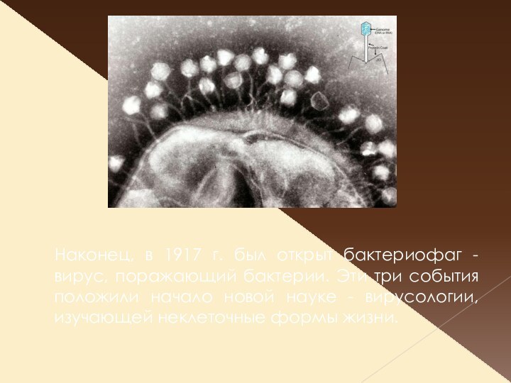 Наконец, в 1917 г. был открыт бактериофаг - вирус, поражающий бактерии.