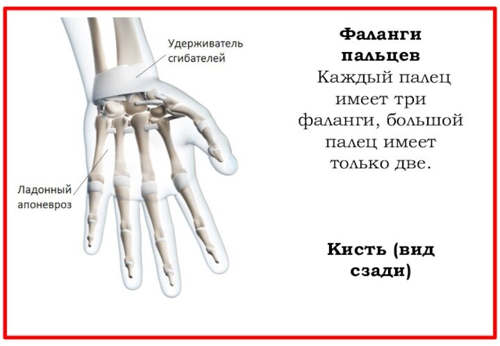 Фаланги пальцев Каждый палец имеет три фаланги, большой палец имеет только две.Кисть (вид сзади)