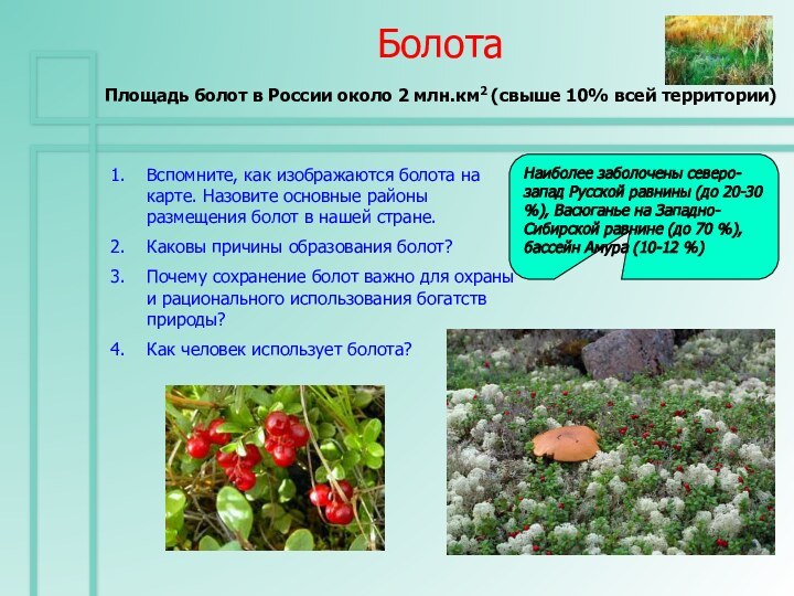 БолотаПлощадь болот в России около 2 млн.км2 (свыше 10% всей территории) Вспомните,