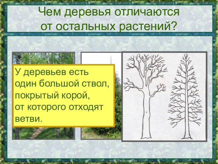 Чем деревья отличаются  от остальных растений?У деревьев есть один большой ствол,покрытый