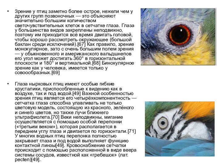 Зрение у птиц заметно более острое, нежели чем у других групп