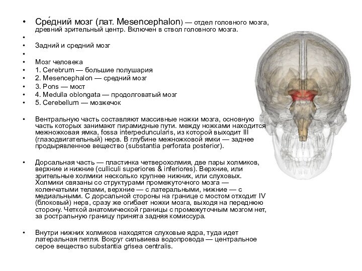 Сре́дний мозг (лат. Mesencephalon) — отдел головного мозга, древний зрительный центр.