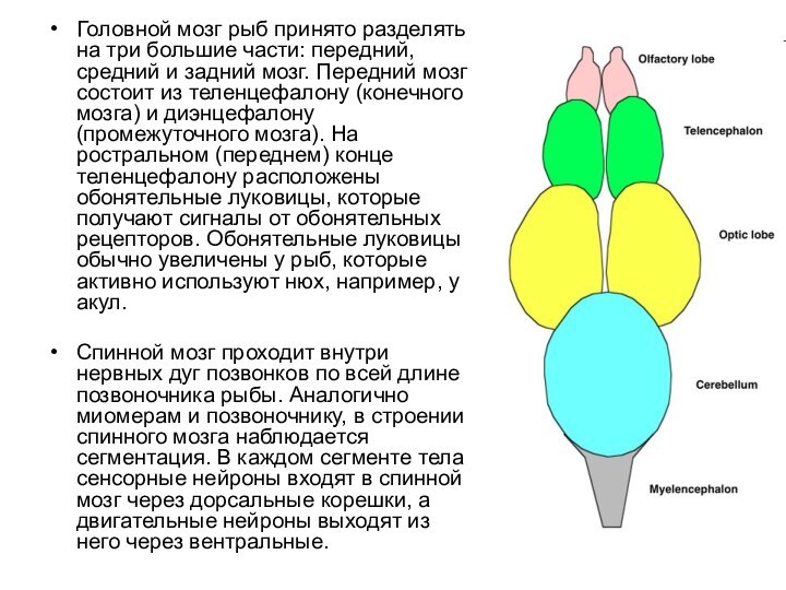 Головной мозг рыб принято разделять на три большие части: передний, средний