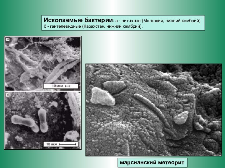 марсианский метеоритИскопаемые бактерии: а - нитчатые (Монголия, нижний кембрий) б - гантелевидные (Казахстан, нижний кембрий).