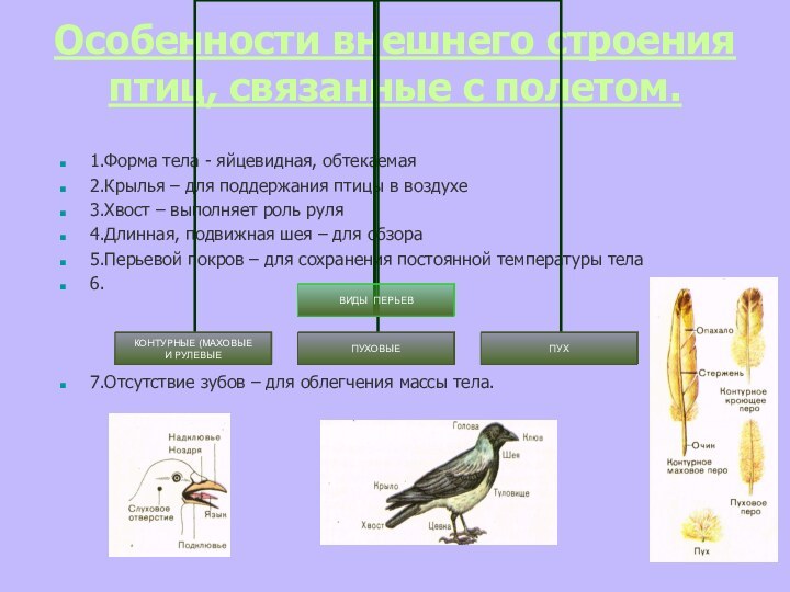 Особенности внешнего строения птиц, связанные с полетом. 1.Форма тела - яйцевидная, обтекаемая2.Крылья