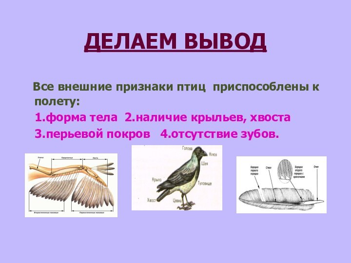 ДЕЛАЕМ ВЫВОД  Все внешние признаки птиц приспособлены к полету:  1.форма