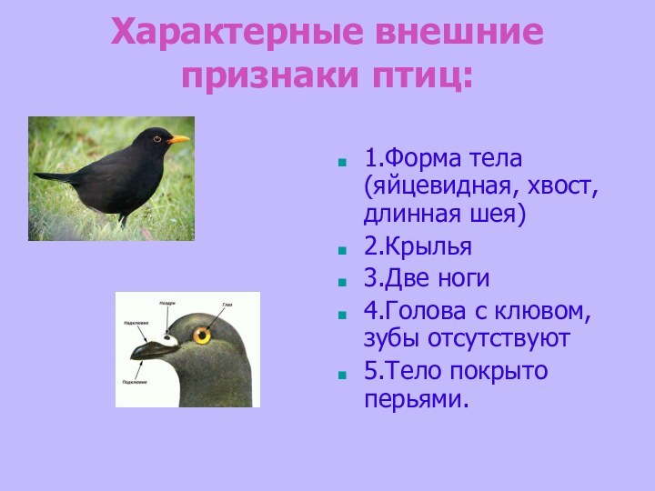 Характерные внешние признаки птиц: 1.Форма тела (яйцевидная, хвост, длинная шея)2.Крылья3.Две ноги4.Голова с