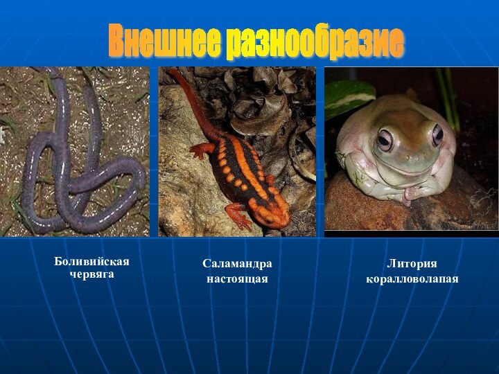 Внешнее разнообразие Литория коралловолапаяБоливийская червяга  Саламандра настоящая