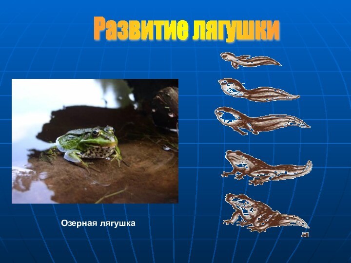Развитие лягушки Озерная лягушка